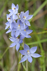 Thelymitra alcockiae