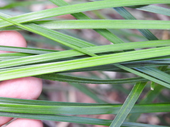 Xanthorrhoea macronema