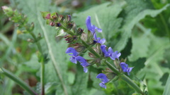 Salvia verbenaca