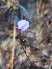 Utricularia lateriflora