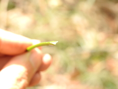 Xanthorrhoea macronema