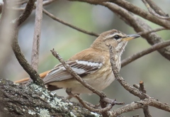 Cercotrichas leucophrys