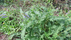 Salvia verbenaca