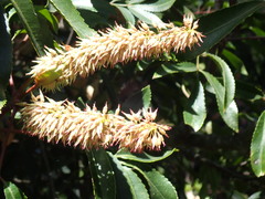 Cunonia capensis
