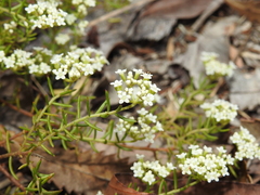 Platysace ericoides