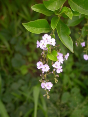 Duranta erecta