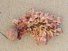 Thuretia quercifolia