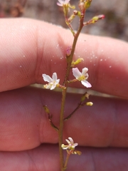 Stylidium ornatum