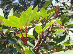 Cunonia capensis