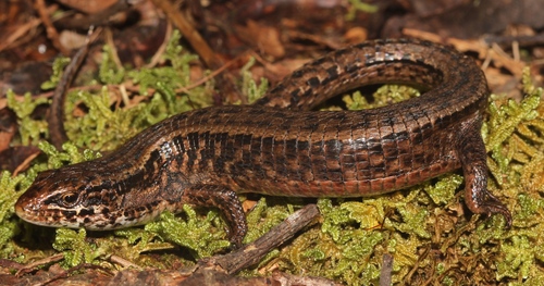 Morelet's Alligator Lizard