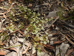 Platysace ericoides