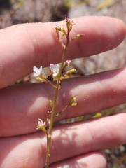 Stylidium ornatum