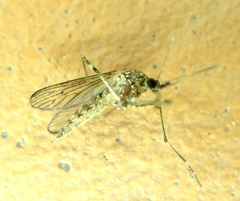 Aedes alboannulatus