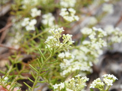 Platysace ericoides