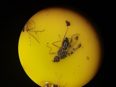 Opomyzidae