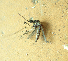 Aedes alboannulatus