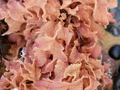 Thuretia quercifolia