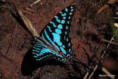 Graphium antheus