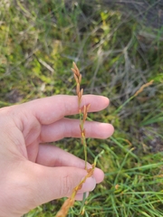 Eurychorda complanata