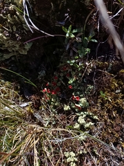 Cladonia bellidiflora