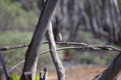 Pachycephala inornata
