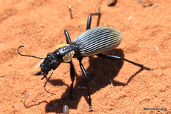 Anthia burchelli burchelli