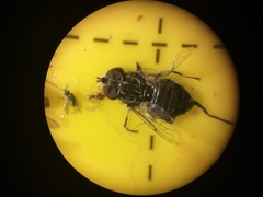 Eristalinus sepulchralis