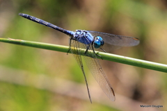 Trithemis stictica