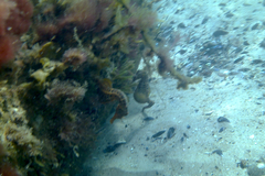 Hippocampus abdominalis