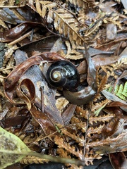 Victaphanta compacta
