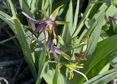 Freesia viridis viridis