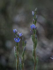Thelymitra arenaria