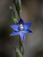 Thelymitra arenaria
