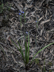 Thelymitra arenaria