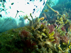 Hippocampus abdominalis