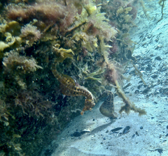 Hippocampus abdominalis