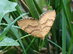 Chrysolarentia correlata
