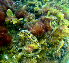 Hippocampus abdominalis