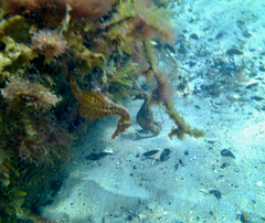 Hippocampus abdominalis
