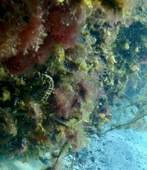 Hippocampus abdominalis