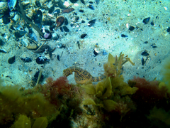 Hippocampus abdominalis