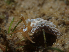 Baeolidia australis