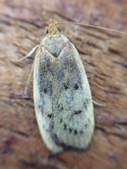Phaeosaces coarctatella