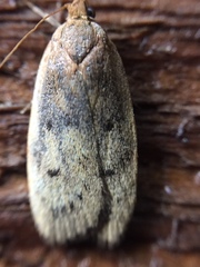 Phaeosaces coarctatella
