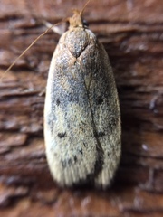 Phaeosaces coarctatella