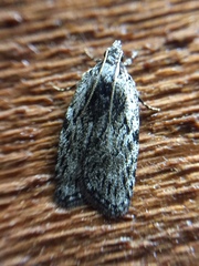 Phaeosaces compsotypa