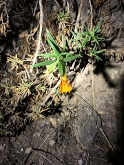 Diplacus longiflorus