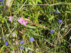 Boronia crenulata