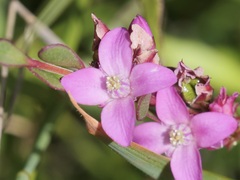 Boronia crenulata