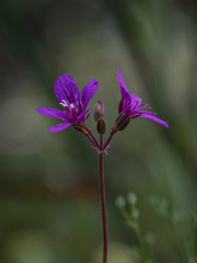 Pelargonium rodneyanum